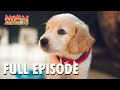 Animal Attractions | S1 E9 | Full Episode | FANGS