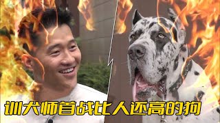 大丹犬首次亮相！站起來比人還高，訓犬師訓它就像鬥牛