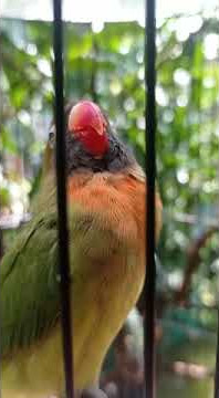 Lovebird Black Cheeked Original | #lovebirdpaud | #lovebirdbabydurasi |#lovebirdviral