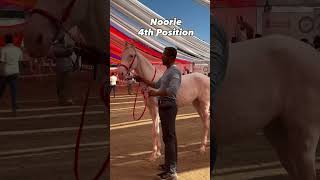Shubham’s Noorie Placed 4th in Nukri Milk Teeth Filly Ring at Chetak Festival Sarangkheda 2025