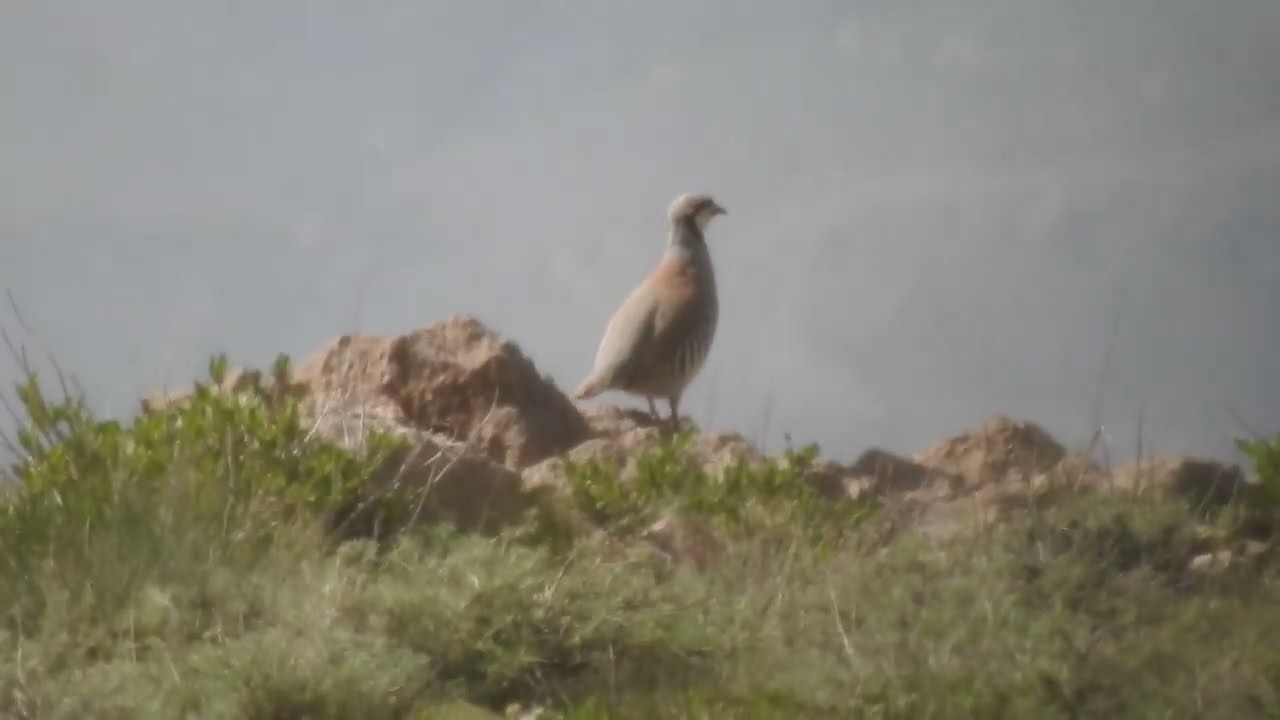 زرک آواز chakor ki khobsurat video||shikari chukar  sound keklik sesi dasi madi sound madi  awaz