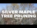 Silver Maple Tree Pruning Short