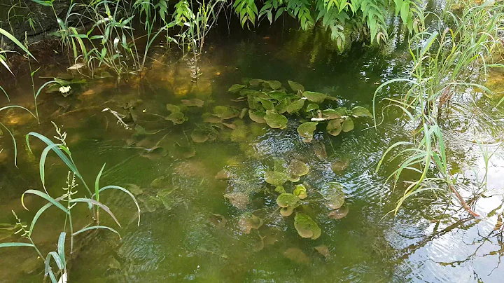 Aquatic plants in the wild - Pune India