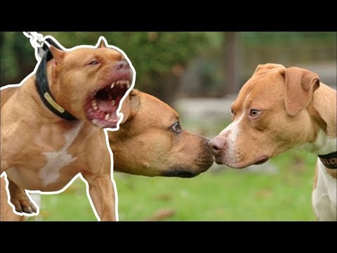 Grey Great Puppies Pitbull Puppies Cute Puppies