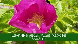 Let's Stop and Smell the Roses ~ Learning About the Medicine of Rosa sp.