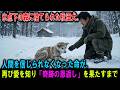 【絶望からの逆転】氷点下の森に捨てられた秋田犬。人間を信じられなくなった命が、再び愛を知り「奇跡の恩返し」を果たすまで