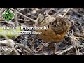 How to Timberdoodle: Woodcock Watching in Spring