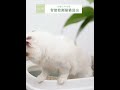 Ｍamy Pets USB寵物智能雙效淨味器 product youtube thumbnail