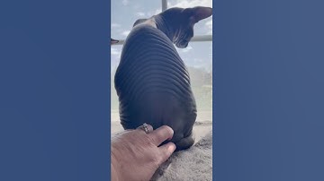 Sphynx kitty cat back shivers, crinkles and wrinkles every time I scratch his lower back!