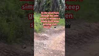 Whispers of the Wind in a Palm Plantation #nature