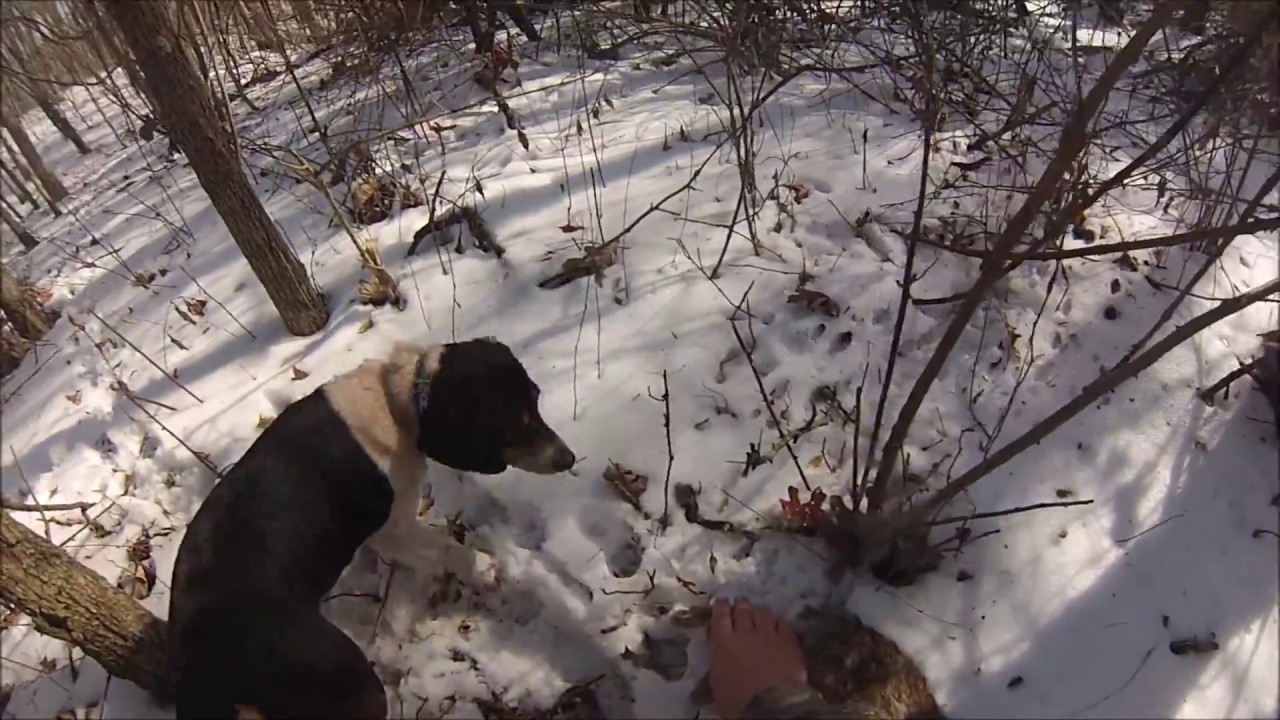 Ohio Rabbit Hunting Beagles Doin Work! YouTube