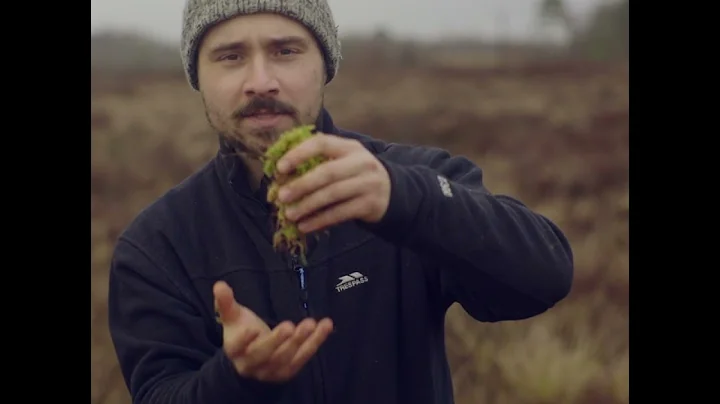 The importance of Peatlands