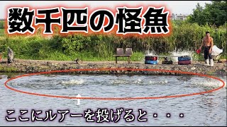 数千匹の怪魚の一斉捕食にルアーを投げたら・・・ #4