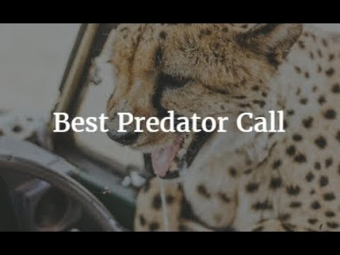 best-predator-call-2019