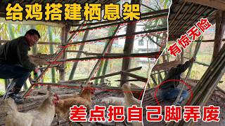 给鸡搭建栖息架把自己给搭进去了还好有惊无险没有大问题