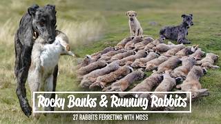 Rocky Banks & Running Rabbits - 27 Rabbits Ferreting With Moss