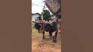 Nen Tebabo melatah naik kereta lembu