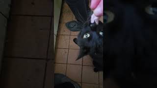 ##WILDLIFE #CAT #Standing #turkey #meats #clevertricks
