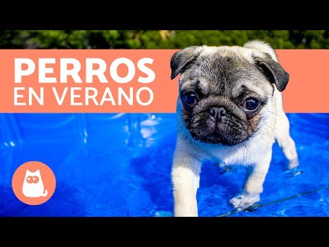 Video: 6 consejos para mantener a tu perro fresco este verano