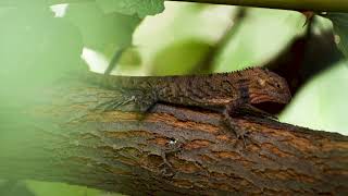 4k Video Chameleon Changing Color