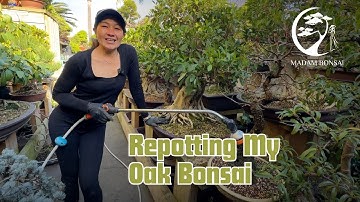 Repotting my Oak Bonsai