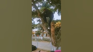 how to climb a tree #shorts #shortsfeed #youtubeshorts #browser #shortvideo #shortsvideo #viral