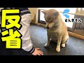 調子に乗りすぎた柴犬が怒られ落ち込む