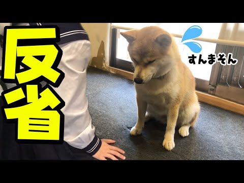 調子に乗りすぎた柴犬が怒られ落ち込む