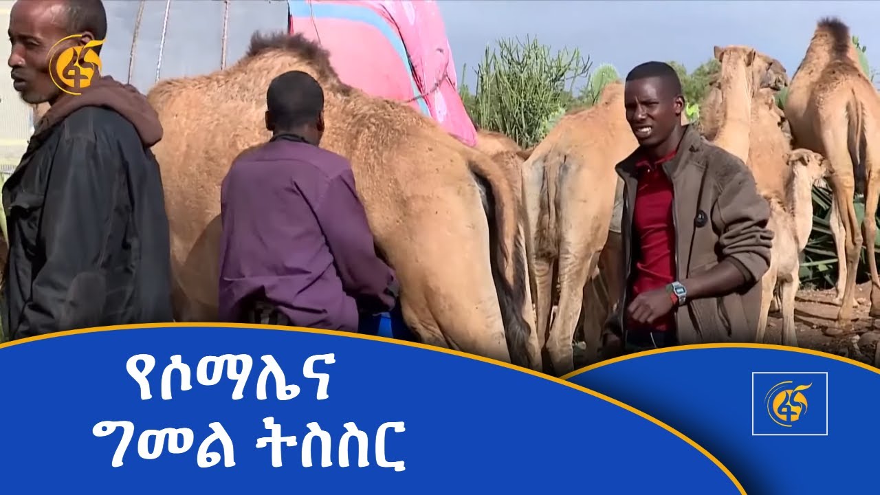 የሶማሌና ግመል ትስስር