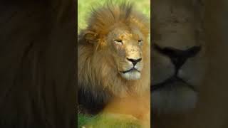 Why Do Male Lions Have Manes? | Nature Shorts | PBS