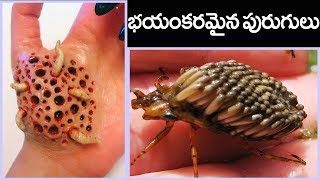 ప్రపంచంలోనే 5 అత్యంత విచిత్రమైన పురుగులు || Top 5 Most Dangerous Insects In The World