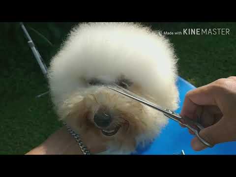 Cara grooming|cukur mata anjing