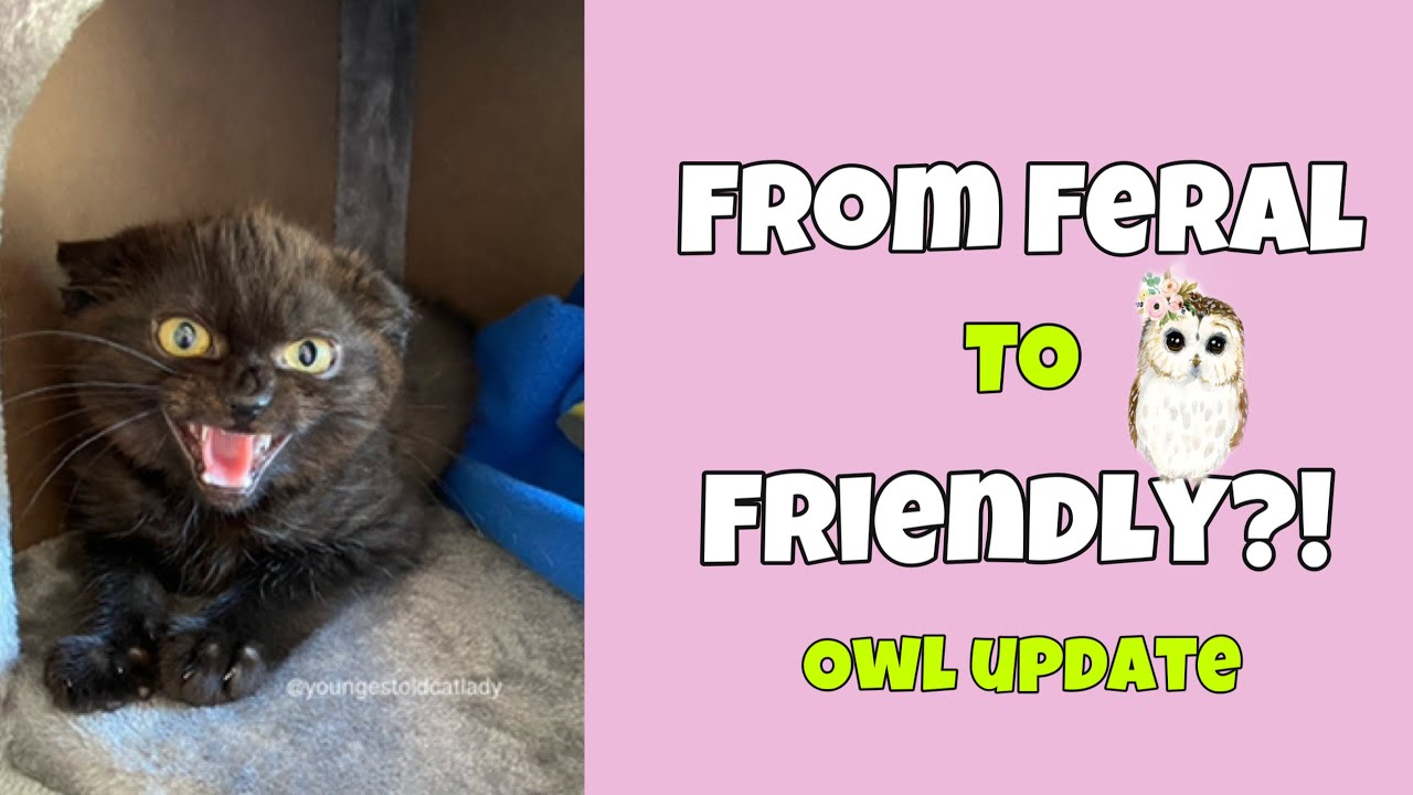 From Feral to Friendly? Owl Update