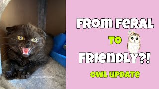 From Feral To Friendly? Owl Update