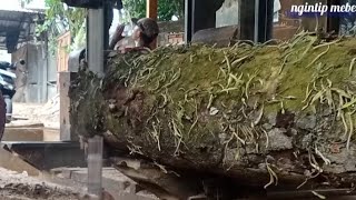 Penuh Lumut Hingga Tumbuh Rumput. Kayu Tebangan Sungai Gangga Bagian Utara.