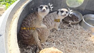 Meerkat caught cheating by owner