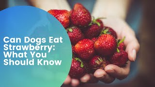 Can Dogs Eat Strawberry: What You Should Know