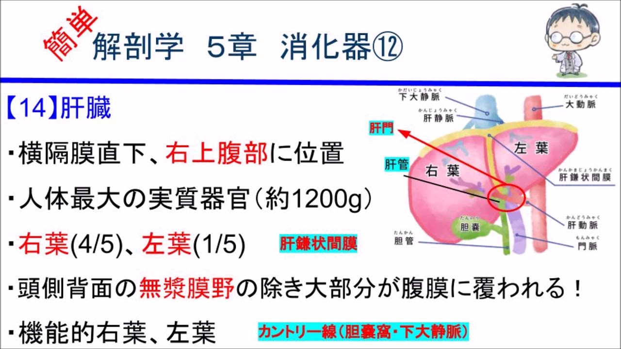 簡単解剖学 ５章 消化器 肝臓 Youtube