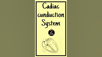 Cardiac Conduction System| SA node, AV node, Bundle of his, Purkinje fibers EXPLAINED #short #heart