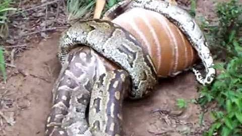 Biggest Python Eats Deer 🌟 Craziest Amazing Animal Attacks Fights #37