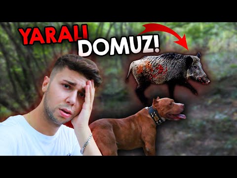 Video: Çarpık Yüzlü Kurtarma Köpek Tatil İçin Bir Ev Bulmak İçin Umutlar