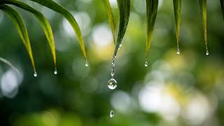 Soft Rain and Piano Bliss 🌙 Deep Sleep Music to Calm Your Mind and Sleep Peacefully Tonight