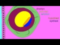 Embryonic development extraembryonic membranes