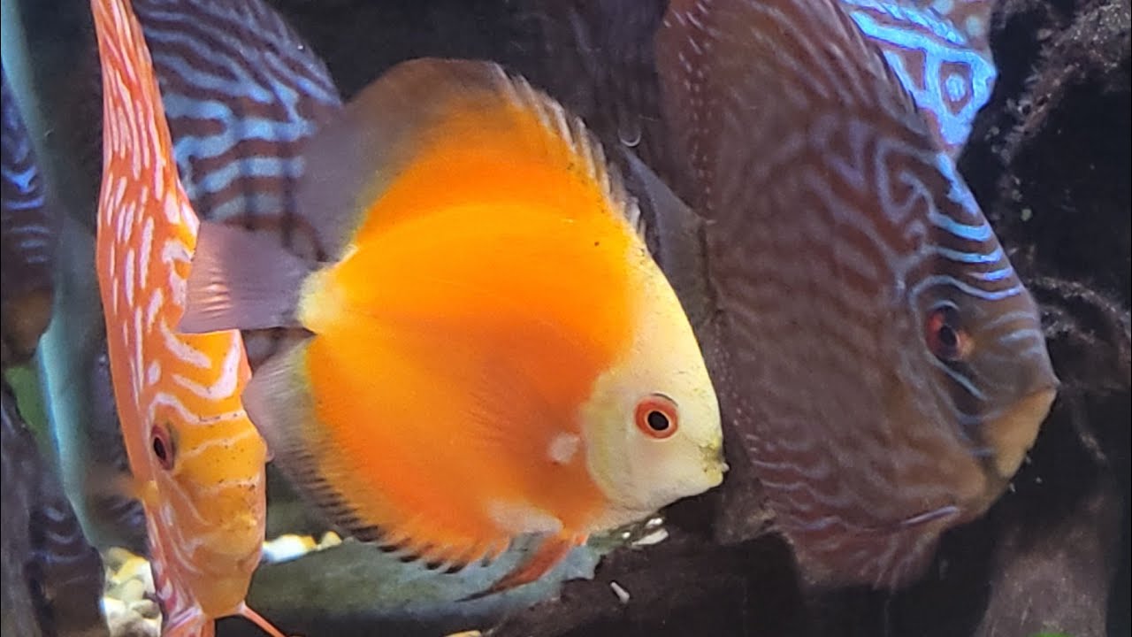Discus Youtube Introducing our newest Discus addition. - YouTube