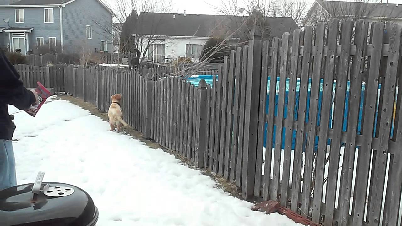 My dog chasing a cat HILARIOUS