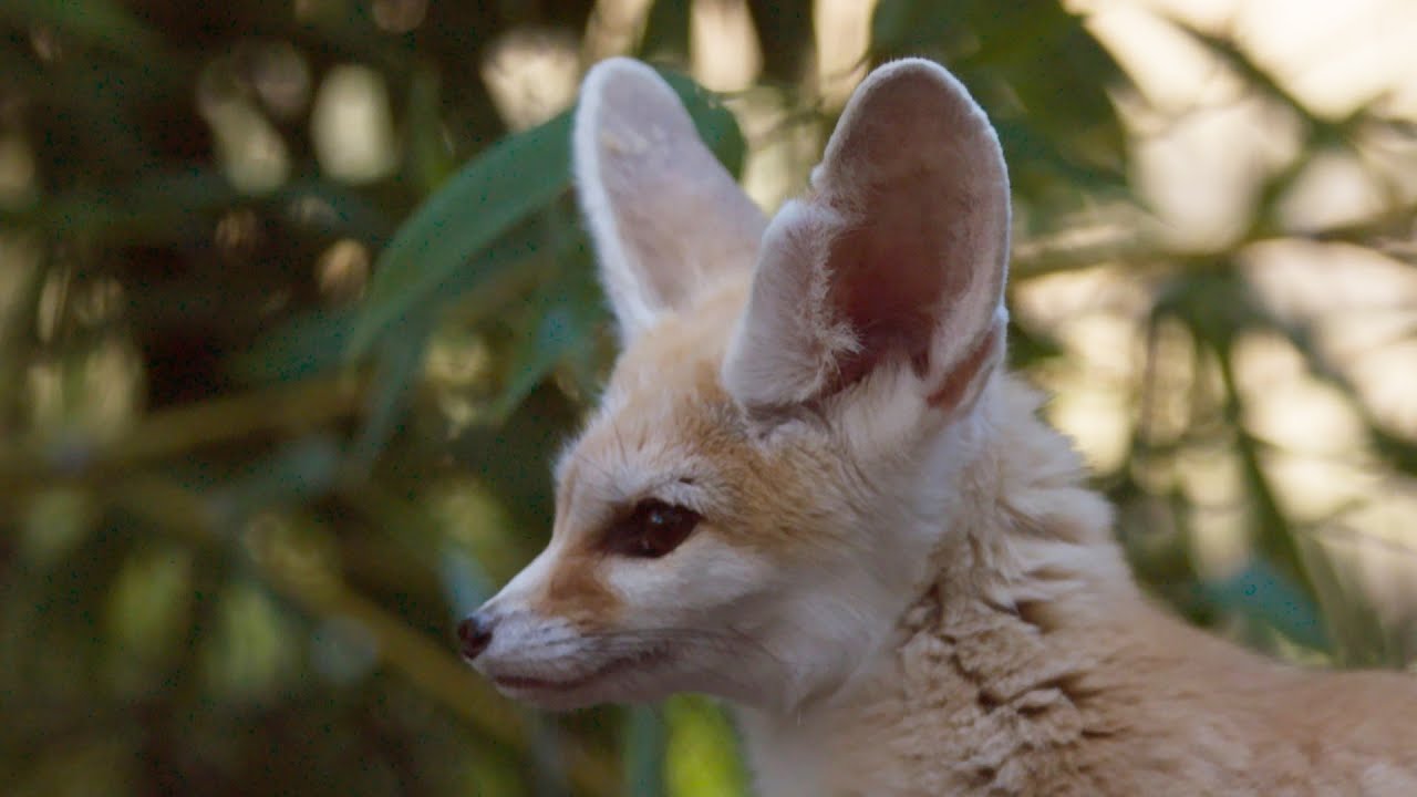 The smallest fox with the biggest ears! - Super Cute Animals: Preview - BBC  One - YouTube