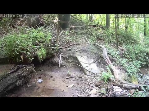 webcamera stegna Live Deer & Wildlife Webcam 3
