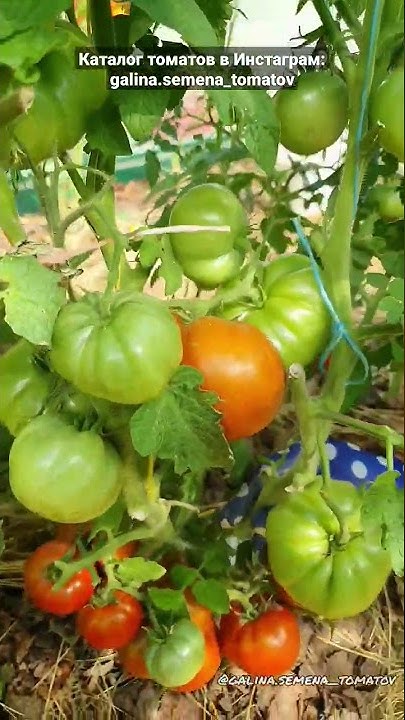 ТОМАТ - ГНОМ "КОРОЛЬ АРАМИС" ( Dwarf King Aramis )🍅🍅🍅 - YouTube