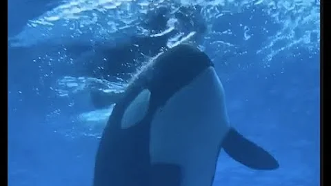 FREE KISKA: Marineland called to free last surviving orca