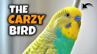 Which Personality Describes your Bird?
